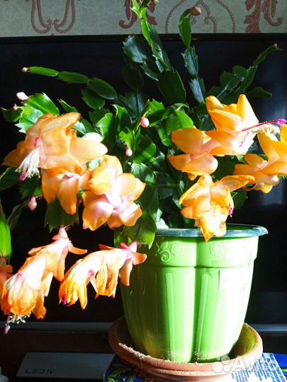 Декабрист шлюмбергера разные цвета