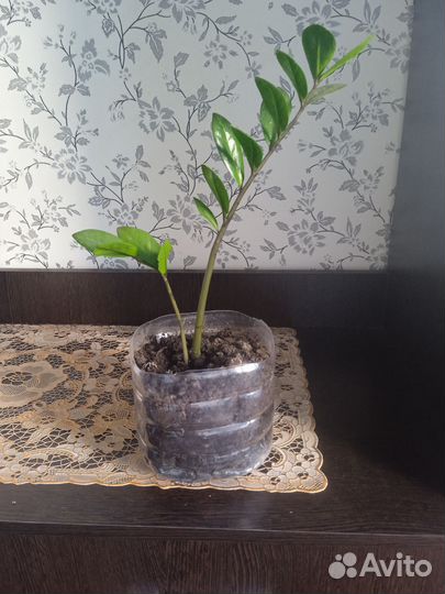 Замиокулькас