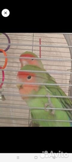 Попугаи неразлучники