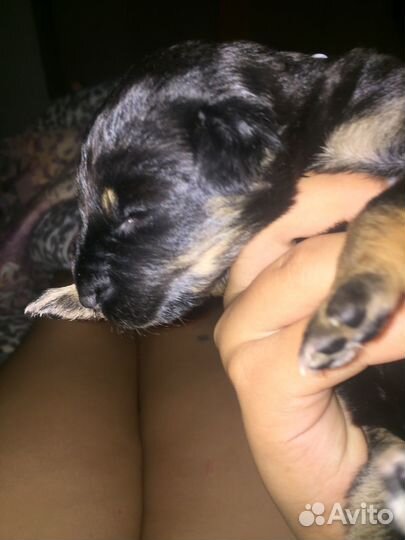 Щенок ротвейлера