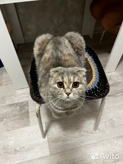 Шотландская вислоухая кошка