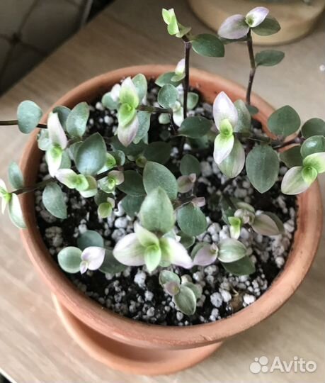 Каллизия крибо