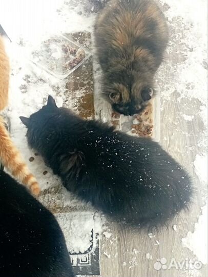 Коты и кошки