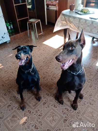 Щенки добермана
