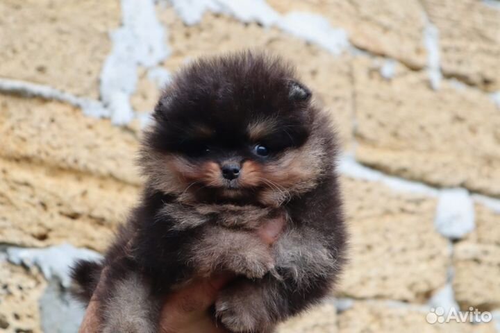 Шпиц, кукольная девочка