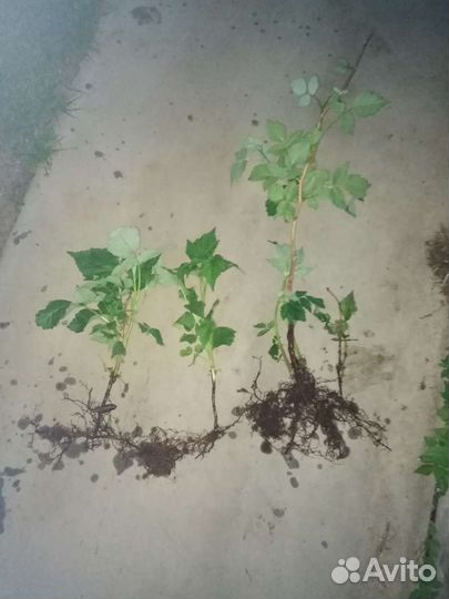 Малина Жёлтый гигант