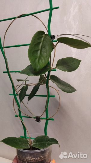 Хойя Инфлата взрослая