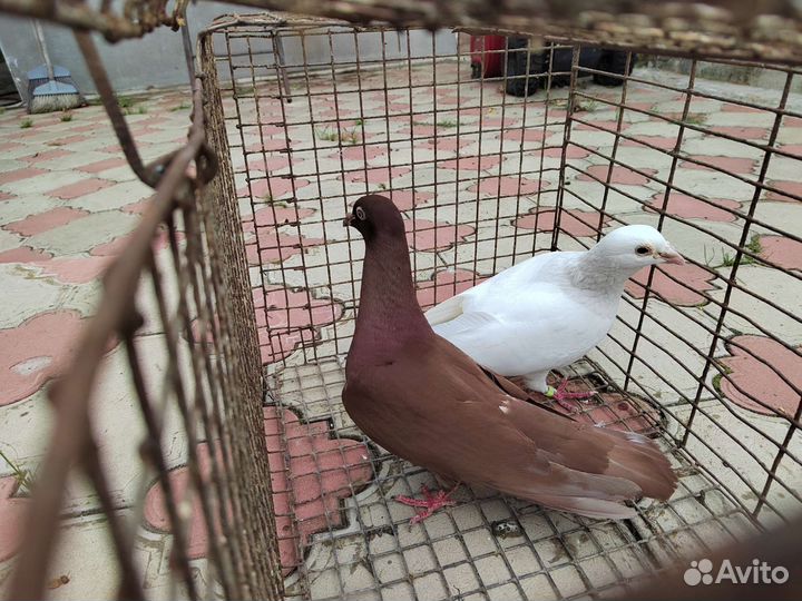 Голуби почтовые