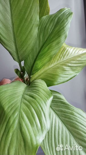 Спатифиллум Спит Милк(Пролитое молоко)