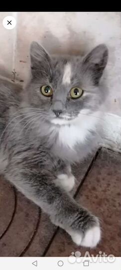 Котёнок в добрые руки