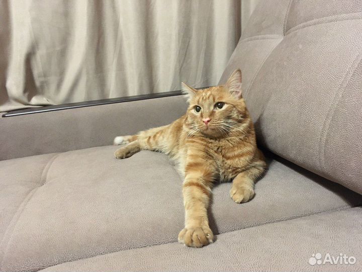 Рыжий кот на вязку