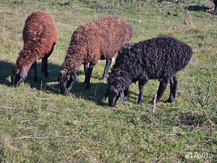 Курдючные бараны