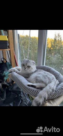 Шотландский кот вязка