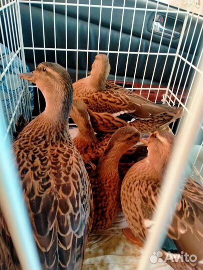 Подсадные утки