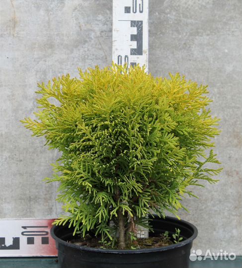 Туя западная Мирьям шаровидная 30-40см