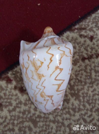 Набор Ракушек