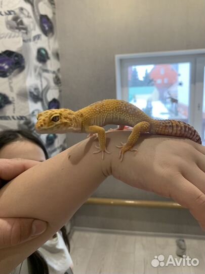 Эублефар с террариумом