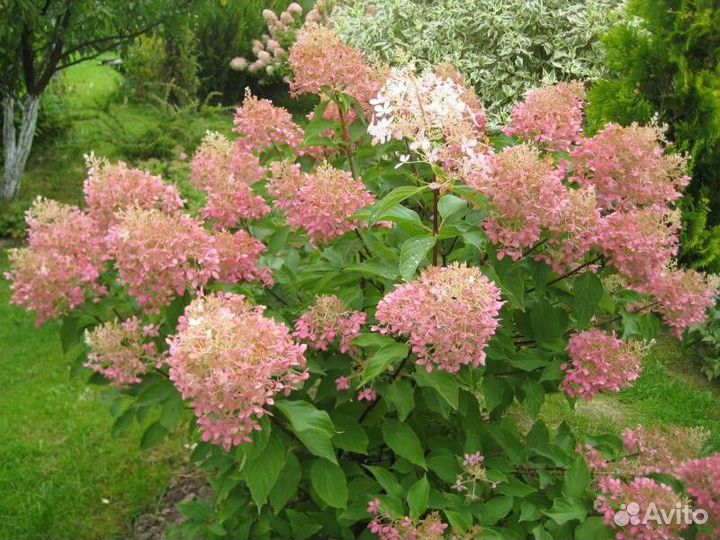 Гортензия метельчатая фантом Высота от 50см