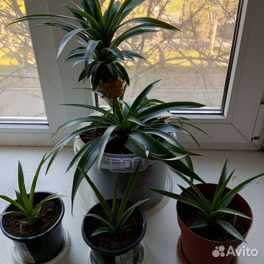 Карликовый ананас