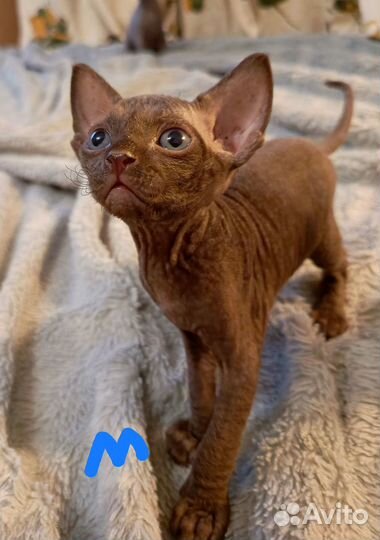 Котята канадского сфинкса