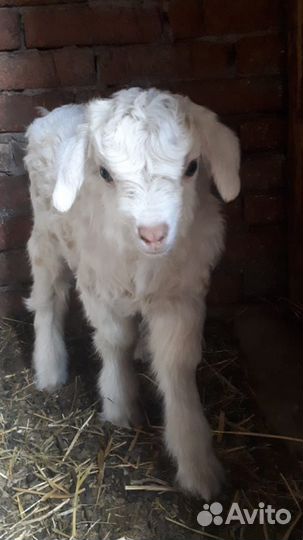 Козы и козлята