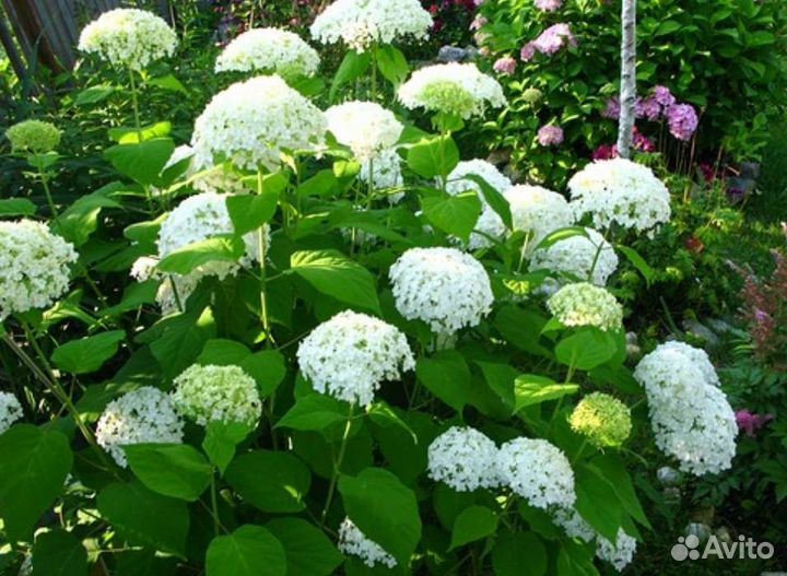 Гортензия большой куст