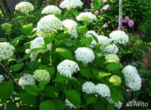 Гортензия большой куст