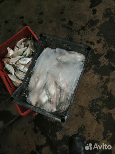 Реализую пелядь (сырок) опт от 2 тонн