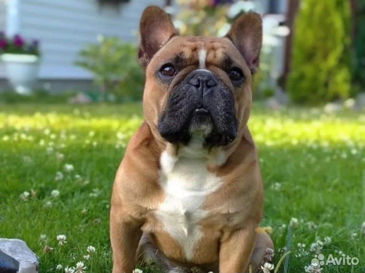 Вязка французский бульдог