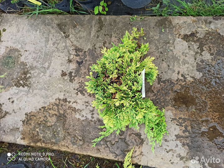 Можжевельник голден карпет