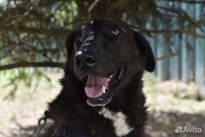 Собака в добрые руки