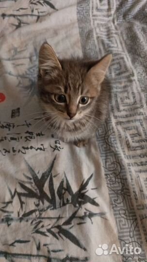 Отдам котенка в добрые руки