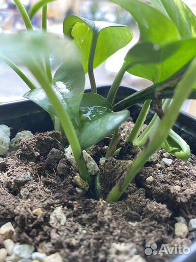 Эпипремнум золотистый 4 корешка