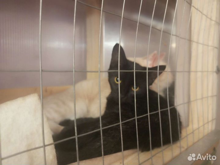 Котик и кошечка