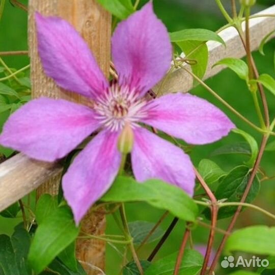 Клематис Салют Победы