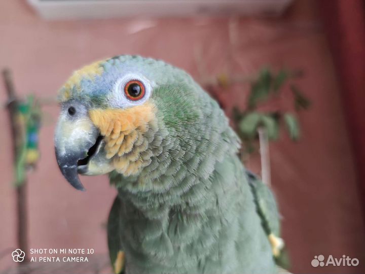 Попугай Венесуэльский Амазон