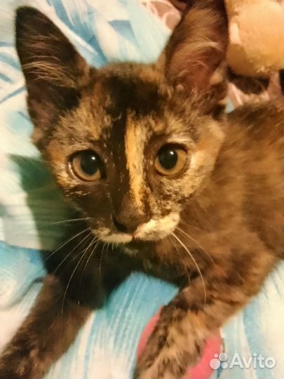 Котенок девочка