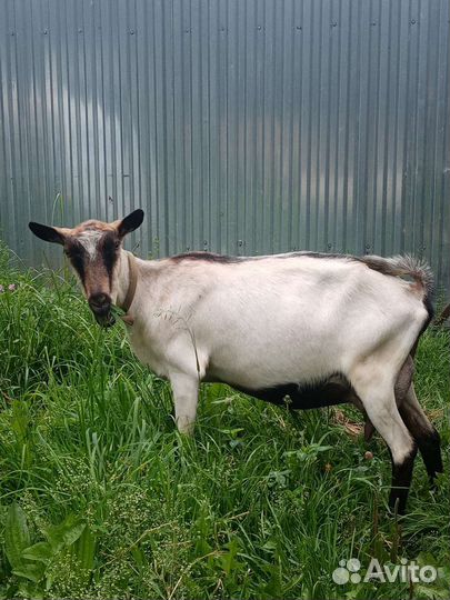 Козы дойные, козлята. Козочки под покрытие