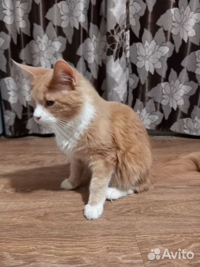 Кот порода мейн кун