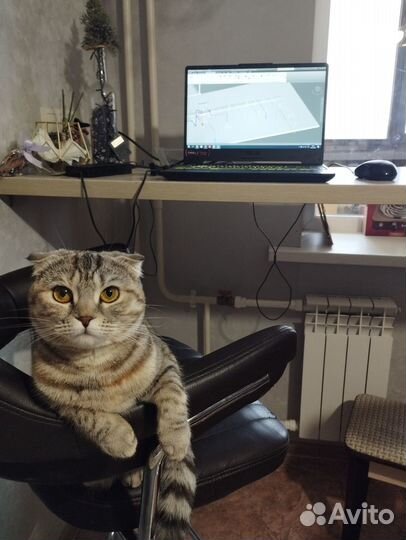 Отдам кошку в добрые руки