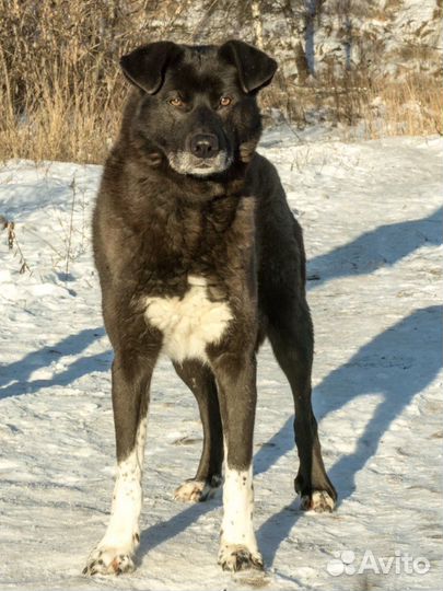 Классный пёс Гром мечтает найти дом