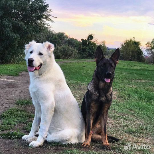 Дрессировка собак