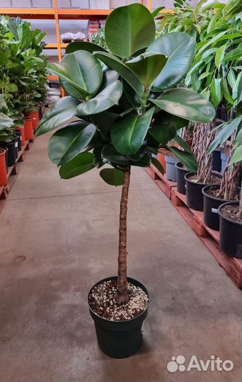 Фикусы каучуконосные