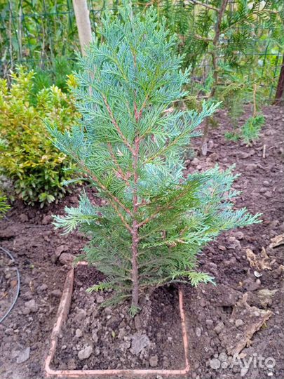 Туя, самшит, можжевельник