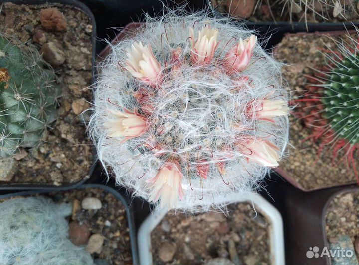 Кактусы и суккуленты