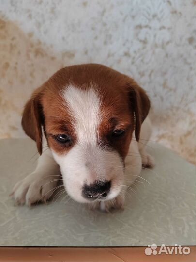 Щенки джек Рассел терьер гладкошерстный