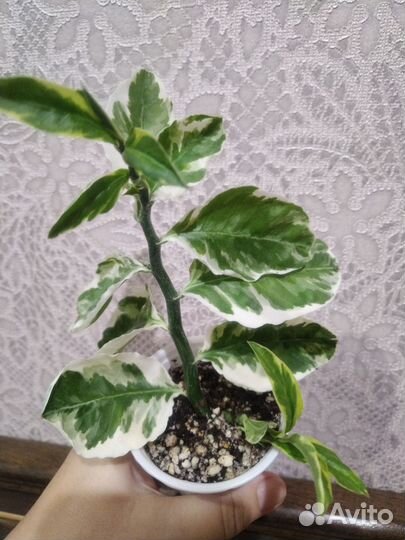 Комнатные цветы цветущие