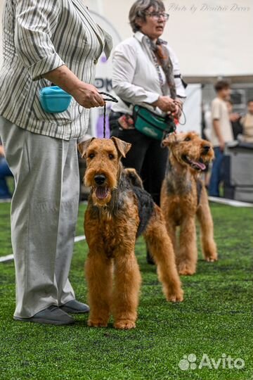 Щенки эрдельтерьера