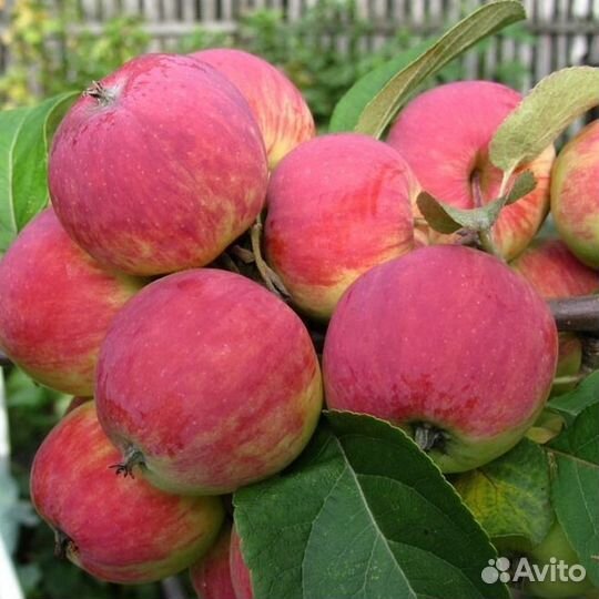 Саженцы яблони 3-годовалые медуница, уралец