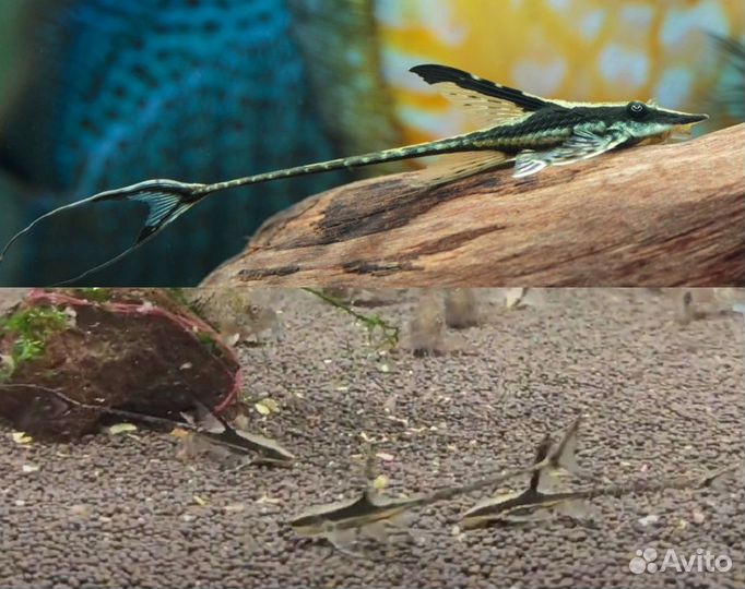 Стурисома Панамская аквариумная стрекоза Лорикарии